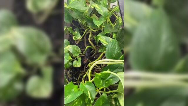 Крокодиловый сцинк