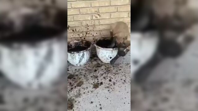 Video by ветклиника доктора сотникова азбука владельцам