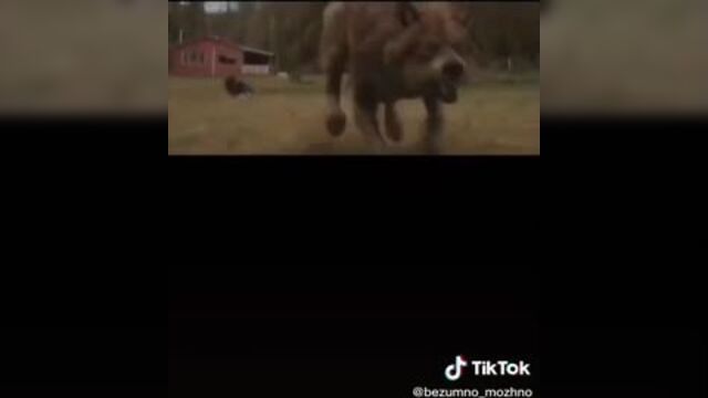 Цитата волка