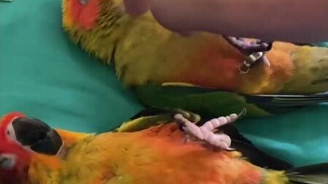 Спят усталые папуги