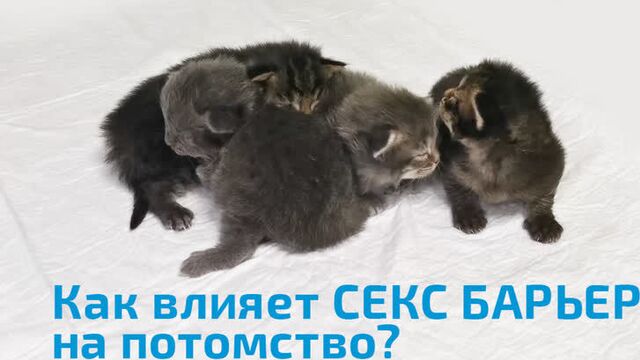 Как влияет секс барьер на репродуктивную функцию кошек?