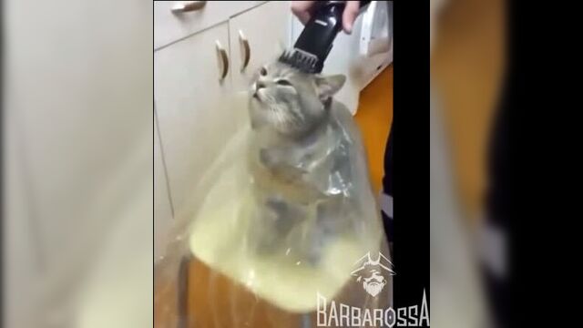 Video by барбершоп сургут | barbarossa