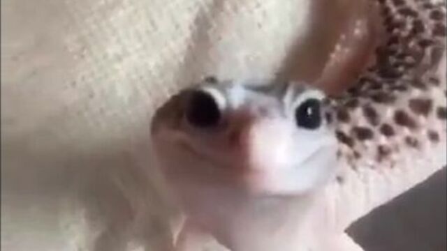 Пятнистый эублефар (леопардовый геккон)