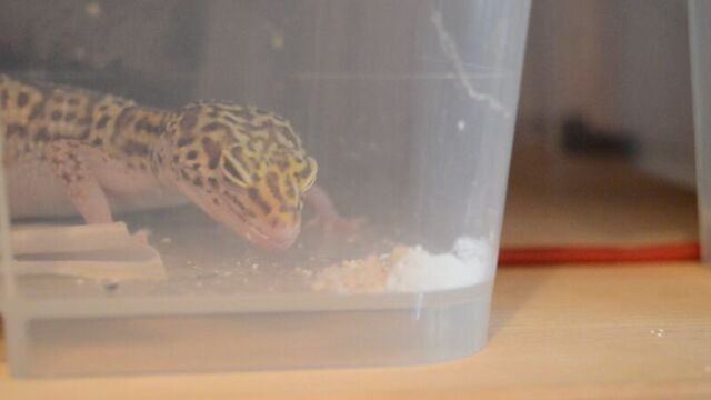 Эублефар ест кальций