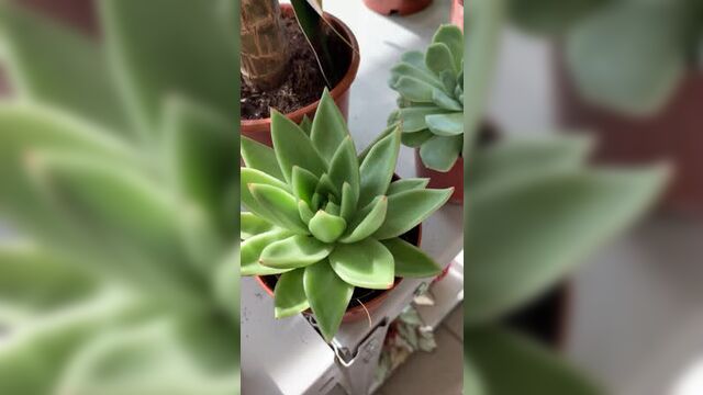 Цветобаза | ижевск | как правильно выбрать суккулент