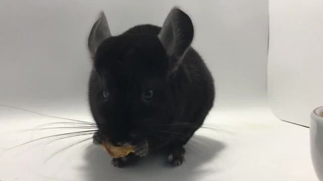 Video by шушкина любовь|фермерская засушка|сено|лакомства