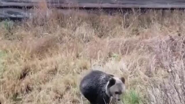 Житель онеги заметил во дворе дома раненого медвежонка _ 29.ru