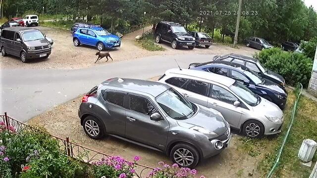 Video by подслушано отрадное на неве