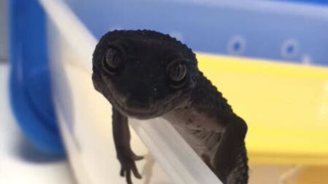 Эублефар морфы black night