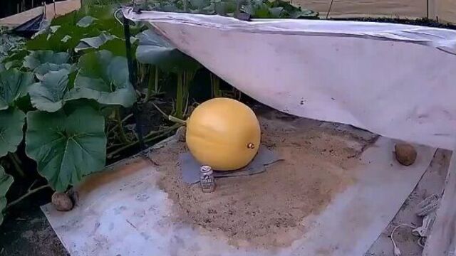 Video by mirfactov - все самое интересное!