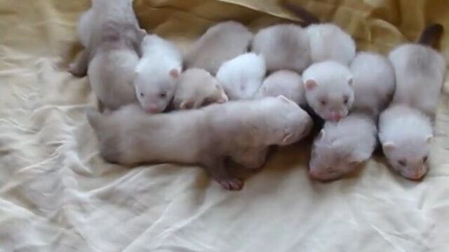 Ребёнки мораны. ван маанен, вум- аль- самак, винд миатрикс, векда, вазана, вейа, венере, вега, ветрия.