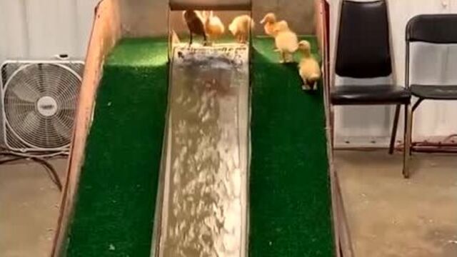 Идея аквапарка для уточек