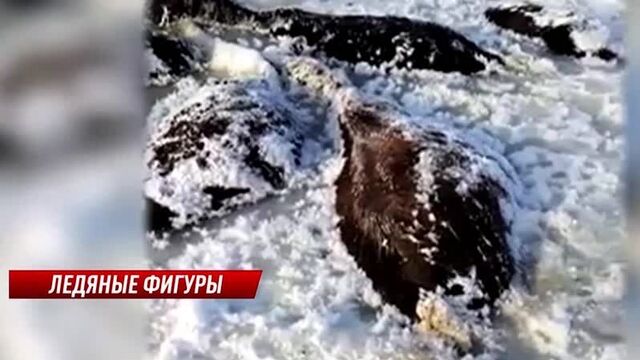 Лента ктк: итоги ленты