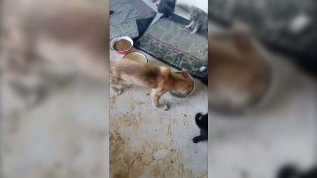 Шерик сам ходит