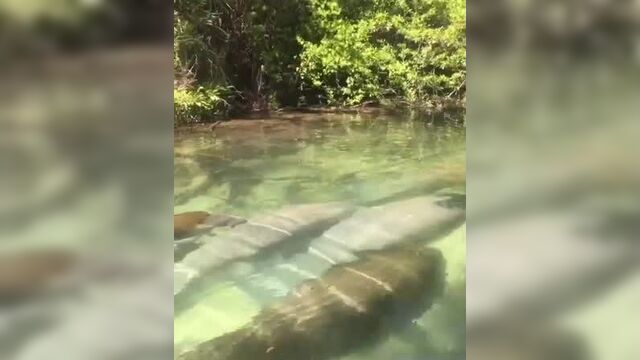 Ломантины во флориде