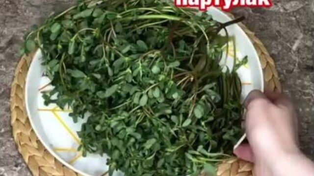 Маринованный портулак быстрого приготовления. пошаговый рецепт