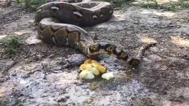 Питон испражняется / python snake poop