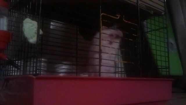 Побег из шоушенка