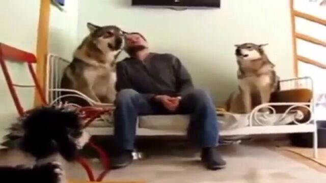 Домашний волк