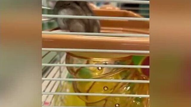 Video by зоомагазин "живой уголок"