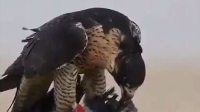 Бауырсыз күнің күн емес 