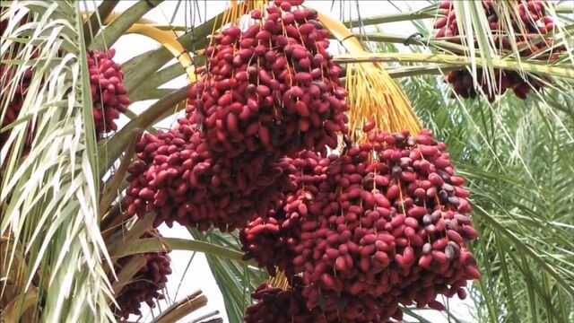 Нужно ли мыть финики перед едой? как это делать правильно?