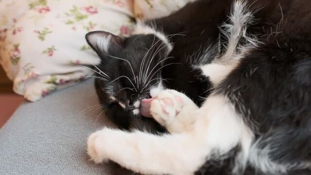 Тиффани или "малыш демон"