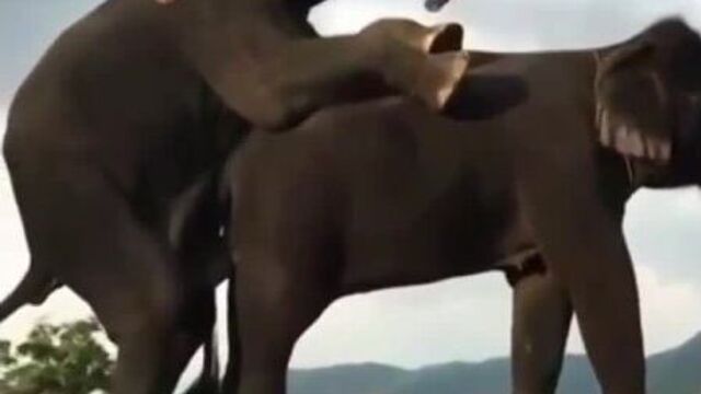 Порно секс хобот