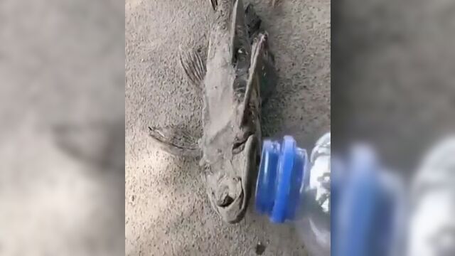 Протоптеры