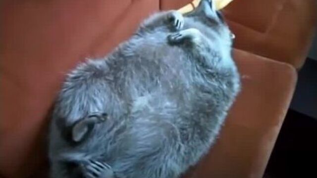 Енот илюша поехал в москву