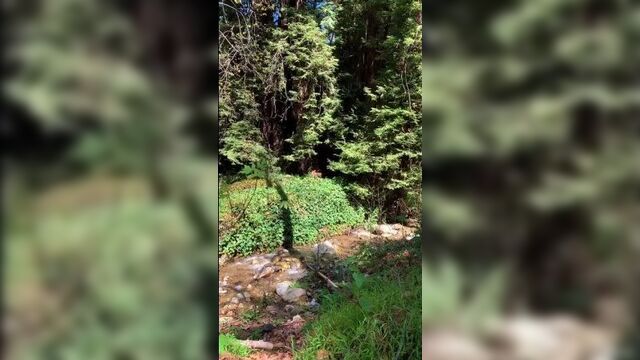 Совместная поездка джея и сатин (видео с тик тока сатин)