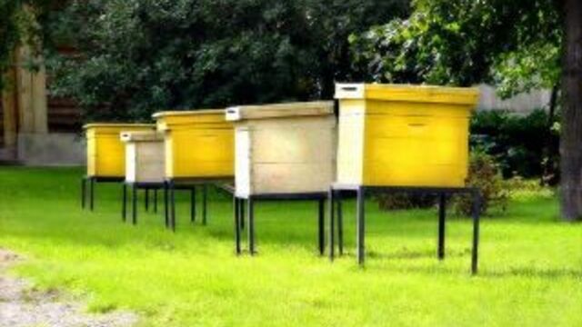 Кто пчёлок уважает... клип.