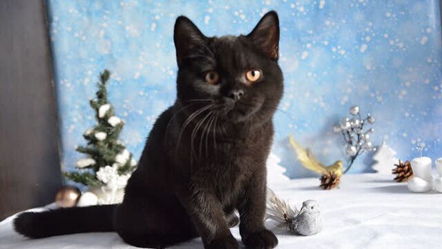 Купить британского котенка.