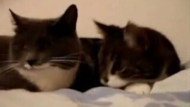 Коты рыгают и пердят