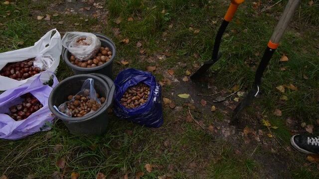 Как просто посадить лесосад прямым посевом?!