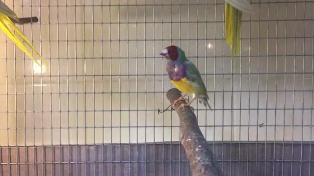 Амадина гульда