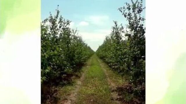 Капельное орошение сада