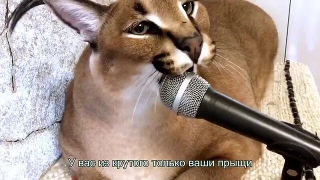 Lil flop (floppa rap) - премьера трека.mp4