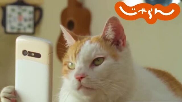 Чемпионат японии по футболу