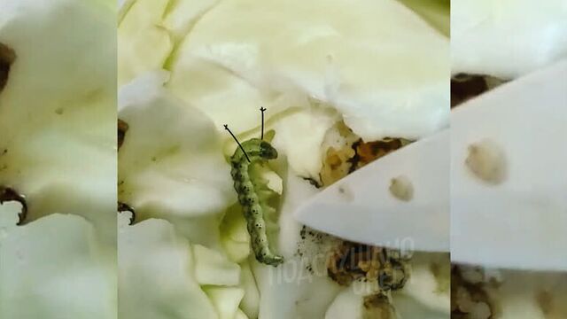 Капуста с сюрпризом / подслушано онега