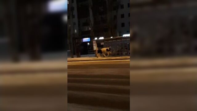 Корова на прогулке