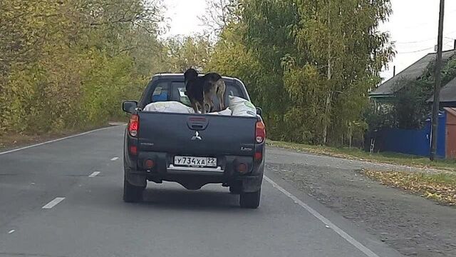 Video by инцидент бийск