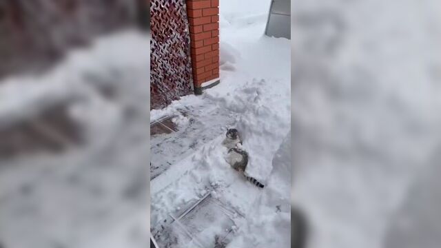 Я, конечно, всяких кошек видел, но вот снежных впервые
