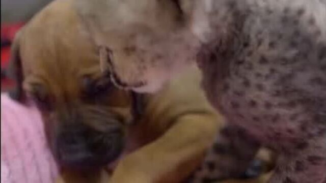 Рукса и райна - самые преданные друзья