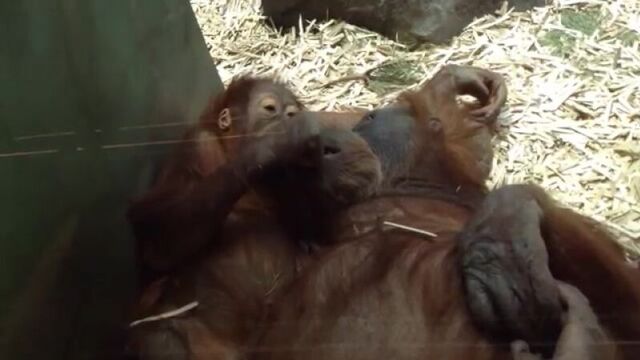 Обезьяны. любовь смешные обезьяны приколы с животными. animals fish