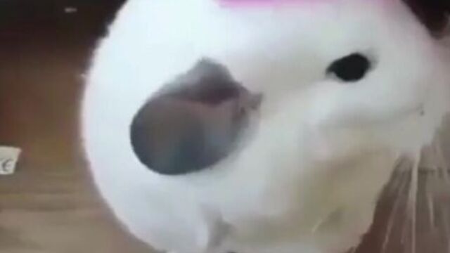 Шиншила,обожает расчесываться