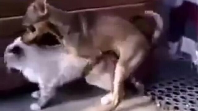 Порно-пес - злобный тузик дрючит котейку!
