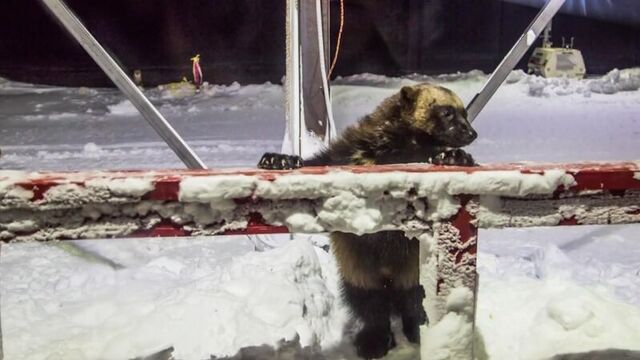 Чукотка. собаки и росомаха.