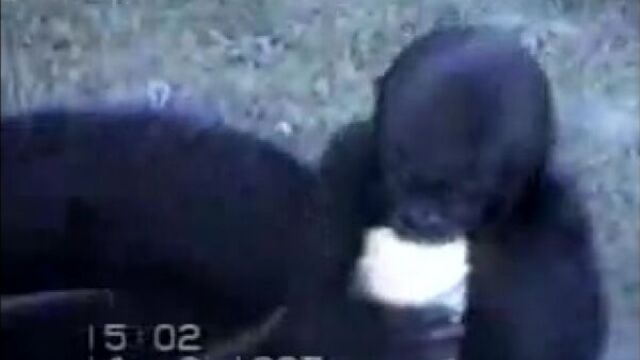 Приколы с животными