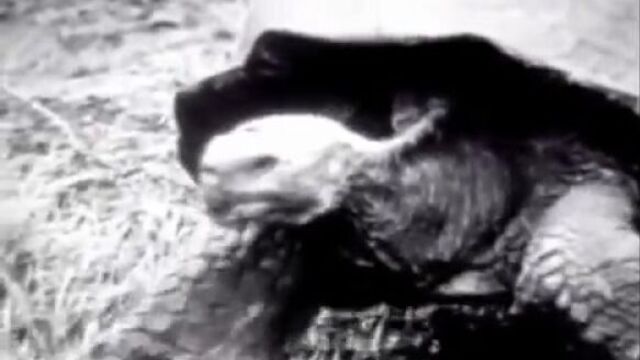 Красивая пришла - я, ты, рептилия